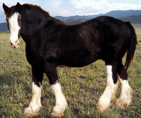 Rebel - Director of Transportation for Cowboy Realty ;-)