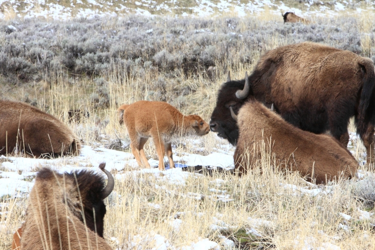 Buffalo