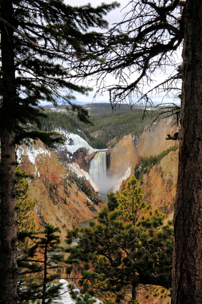 Lower Falls of Yellowstone National Park